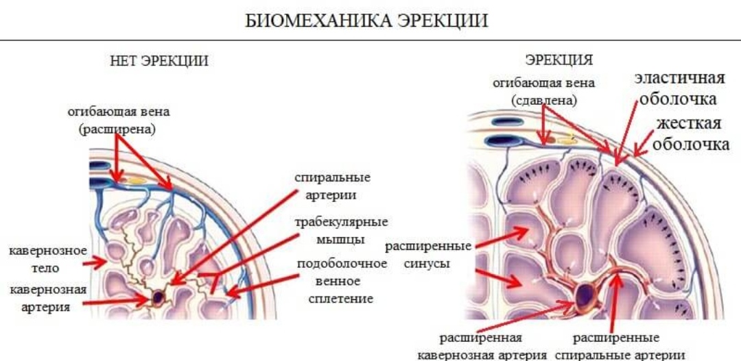 Эрекция у мужчин причины возникновения, лечение проблем с эрекцией