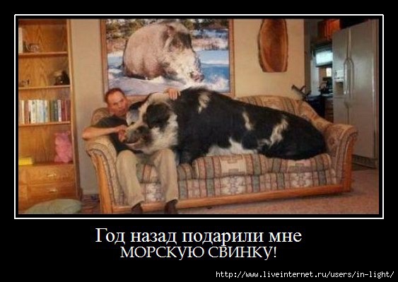 Можно ли купить Виагру в обычной аптеке без рецептов?